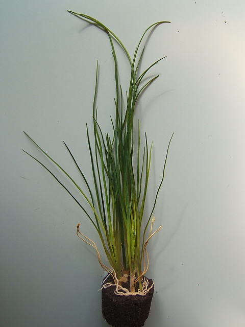 Grasbusch auf rundem künstlichem Erdballen, 38 x 20 cm