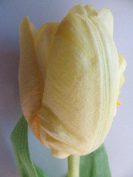 Tulpe mit 2 Blättern "real touch" Farbe: gelb