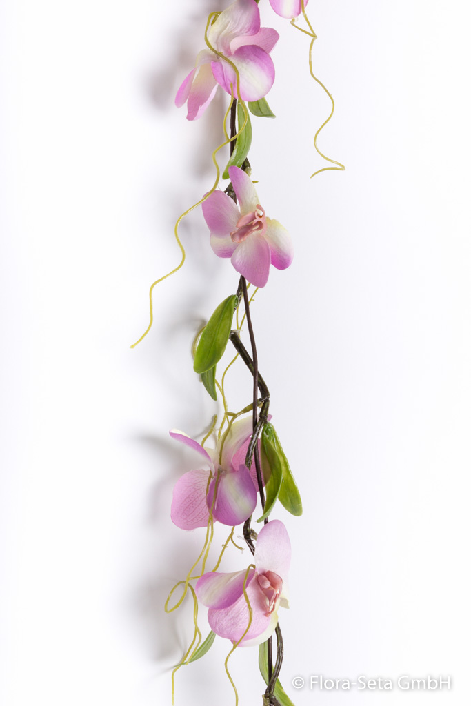 Phalaenopsis Girlande Farbe: creme-rosa