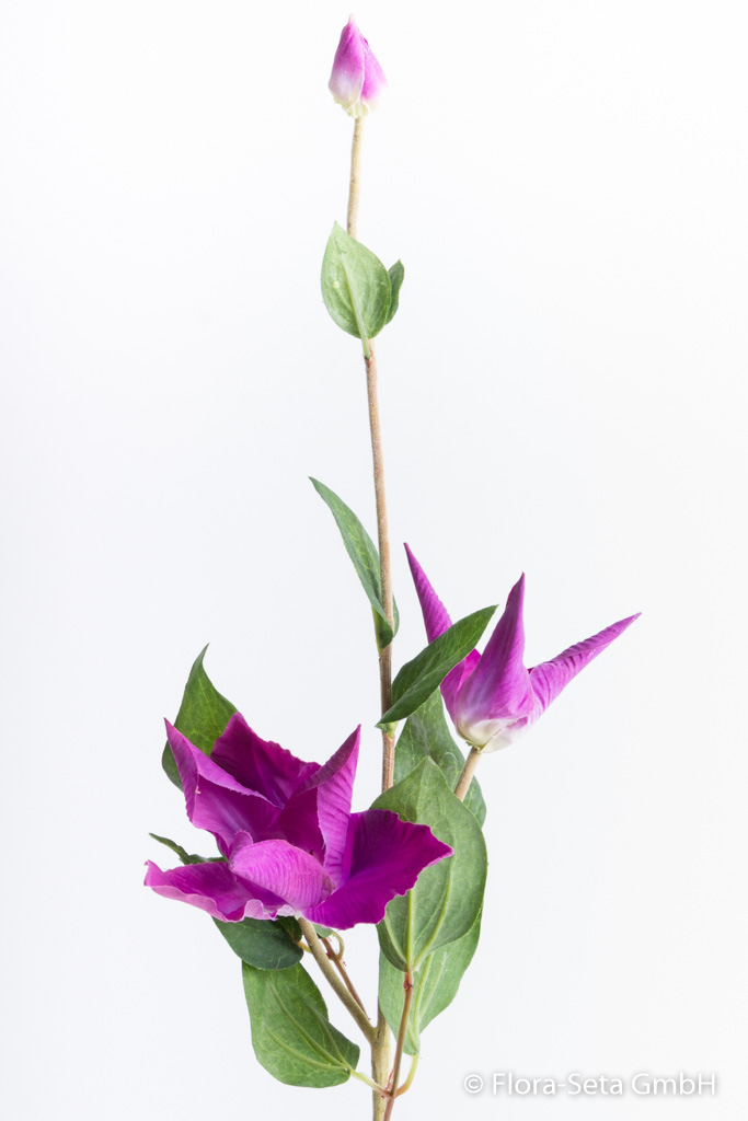 Clematiszweig mit 2 Blüten und 1 Knospe Farbe: lila