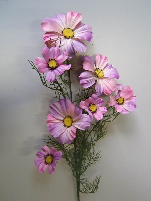 Cosmea mit 7 Blüten Farbe:lavendel