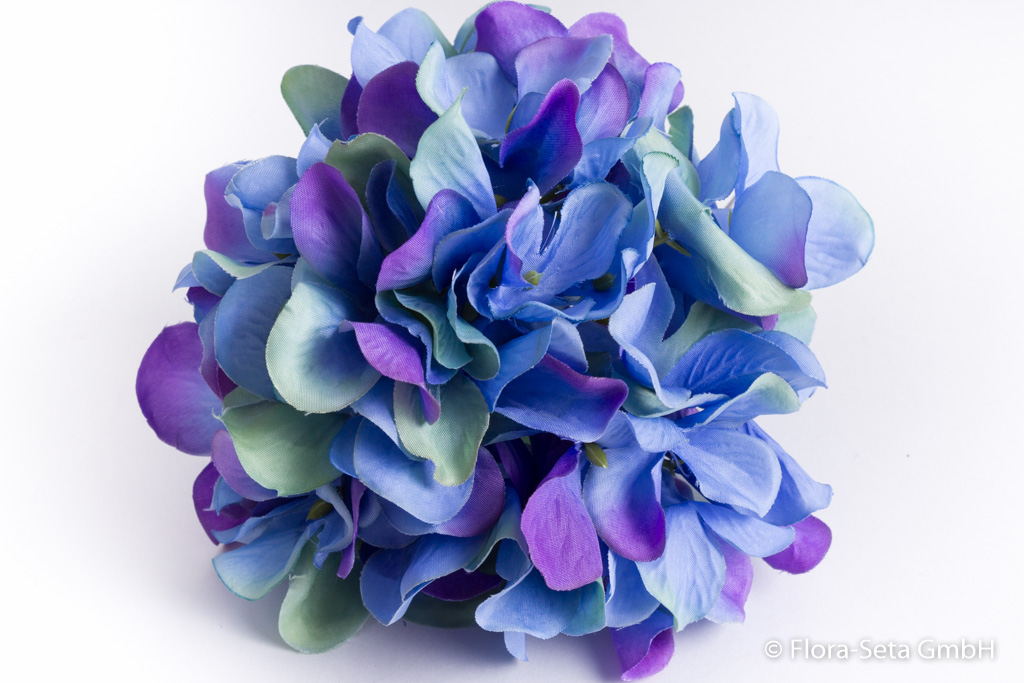 Hortensienblütenkopf mit kurzem Stiel ohne Blätter Farbe: blau-lila-hellgrün