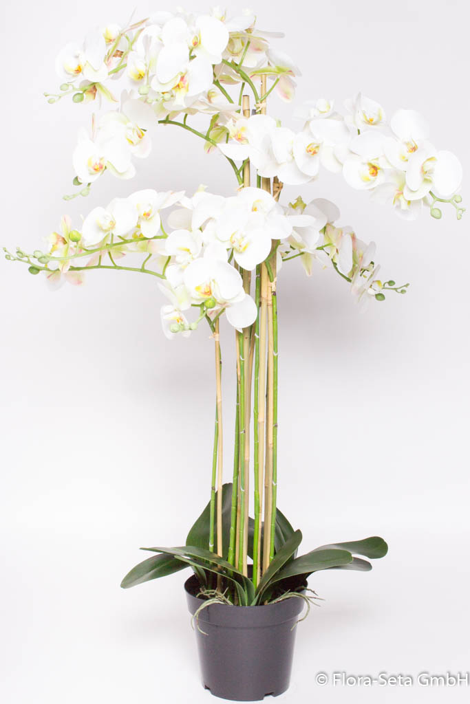 Orchidee Bora im schwarzen Kunststofftopf mit 8 Rispen, Höhe ca. 110 cm Farbe: creme-weiß
