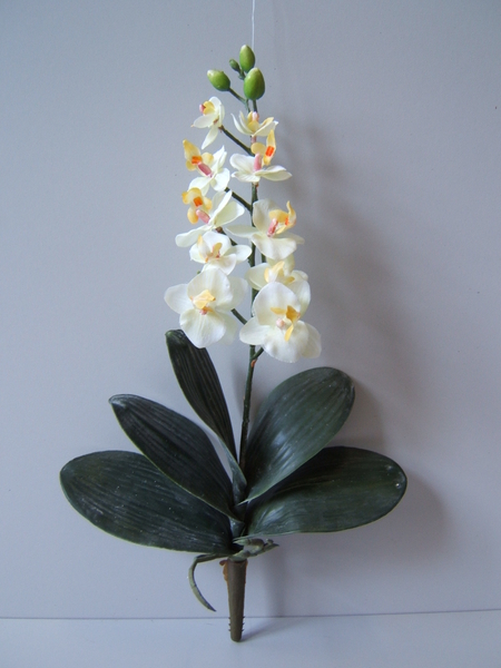 Orchidee Phalaenopsis mit 10 Blüten, 3 Knospen, 5 Blättern u. Luftwurzeln Farbe:creme,Mitte gelblich