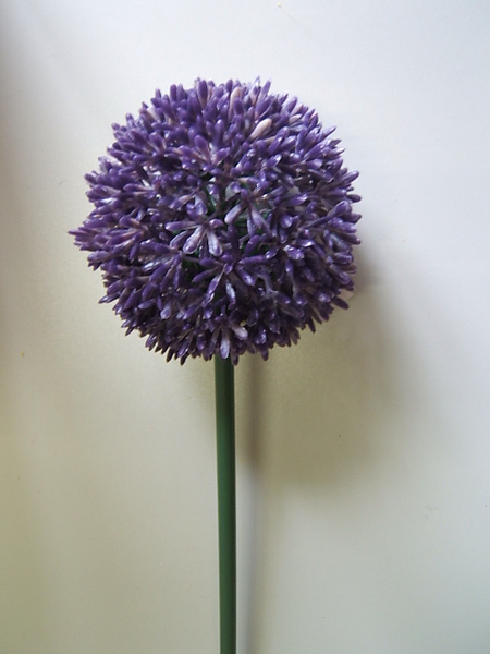 Allium Farbe:dunkel-lavendel