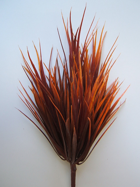 Schwertgrasbusch sehr dicht Farbe:braun mit hellbraunen, rötlichen Spitzen