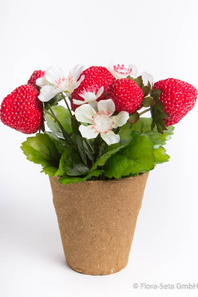 Erdbeerpflanze mit 6 Erdbeeren im braunen Zellstofftopf (Anzuchttopf)