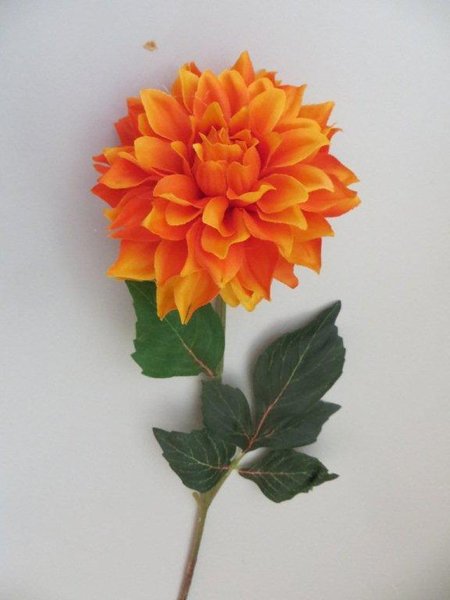 Dahlie mit 6 Blättern Farbe: orange