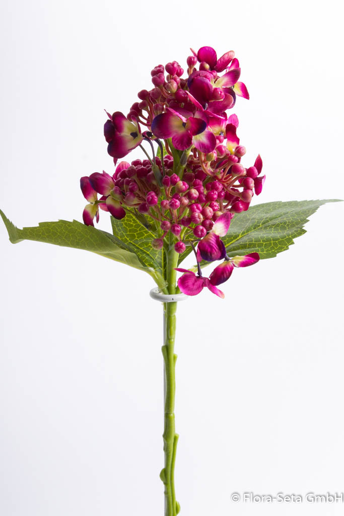 Flieder Hortensienzweig mit 3 Blättern Farbe: beauty