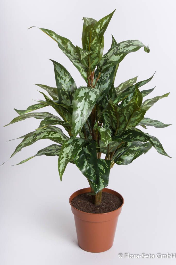 Silver-Queen-Pflanze im braunen Kunststofftopf, Höhe ca. 60 cm