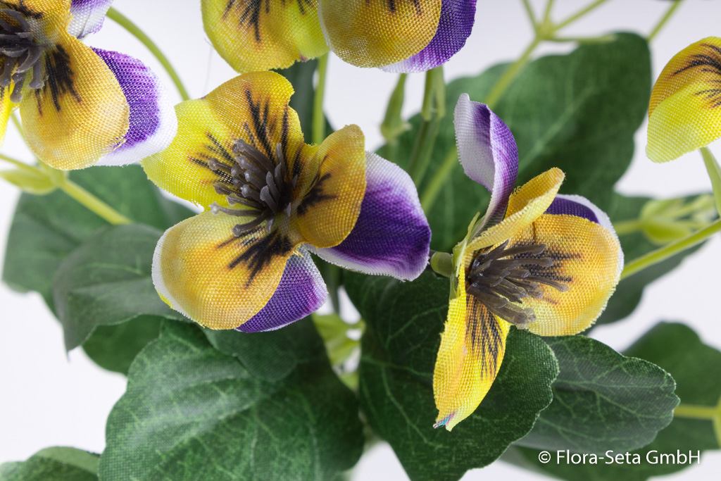 Stiefmütterchenbusch (Hornveilchen) mit 9 Stielen Farbe: gelb-purple
