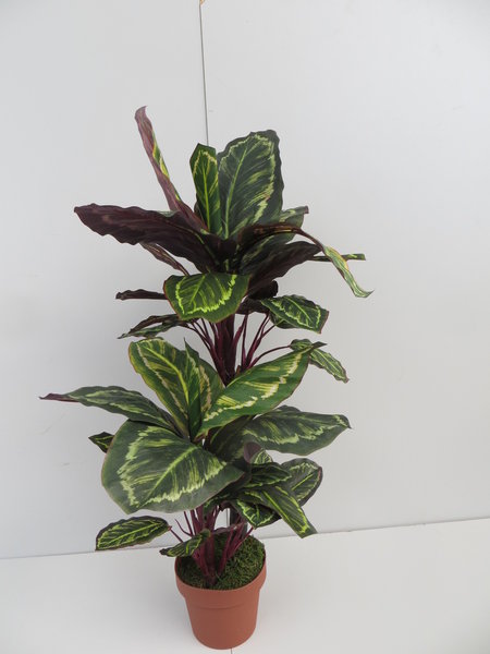 Peakockpflanze im terrakottafarbenen Kunststofftopf mit 42 Blättern Farbe:grün-hellgrün gemustert