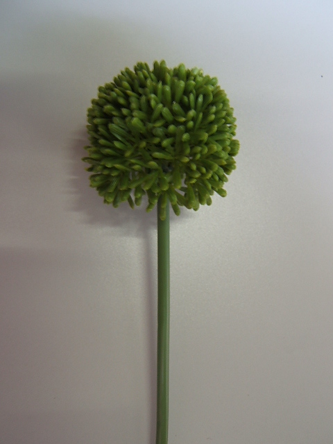 Allium Globmaster Farbe:grün
