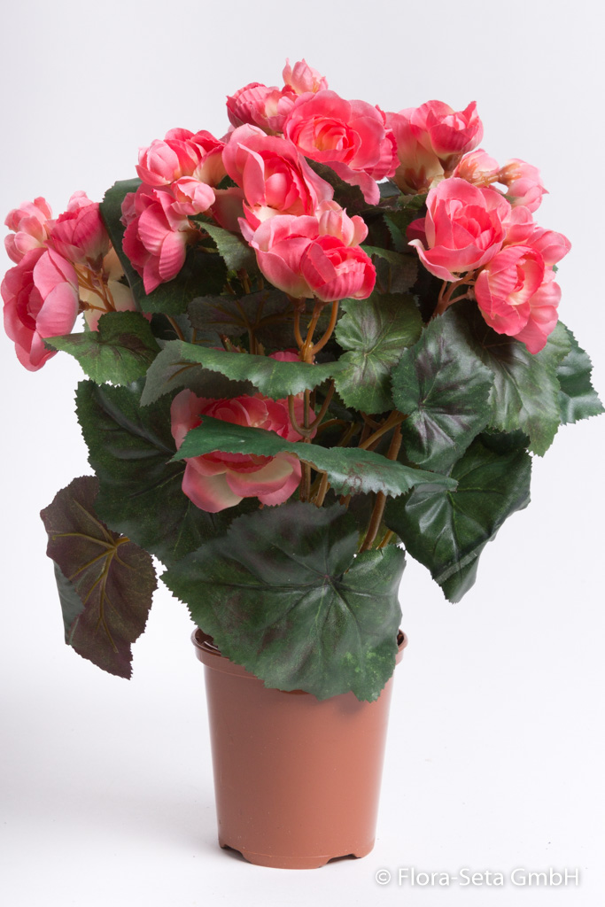 Begonienbusch mit 9 Stielen und 42 Blüten/Knospen im Kunststofftopf Farbe: pink-rosa