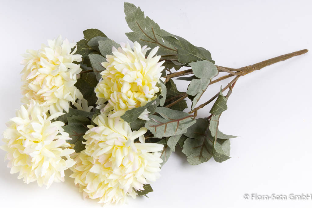 Chrysanthemenstrauß mit 7 Stielen Farbe: creme mit rosa Spitzen