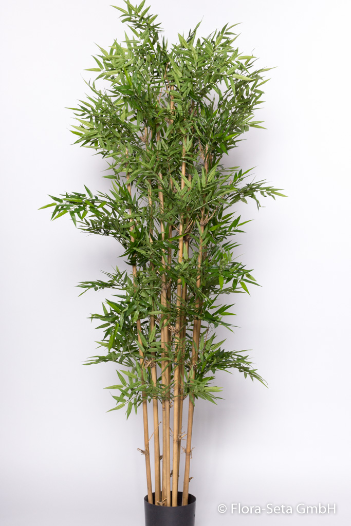 Bambus mit 12 Stielen im Kunststofftopf, Höhe ca. 175 cm, UV-protected