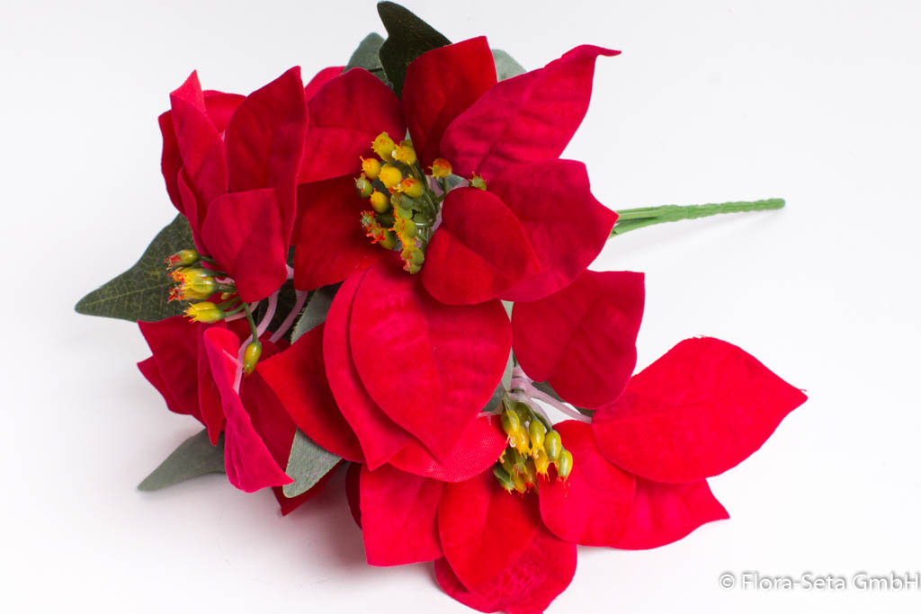 Poinsettienbusch mit 5 Blüten, samtig Farbe: rot