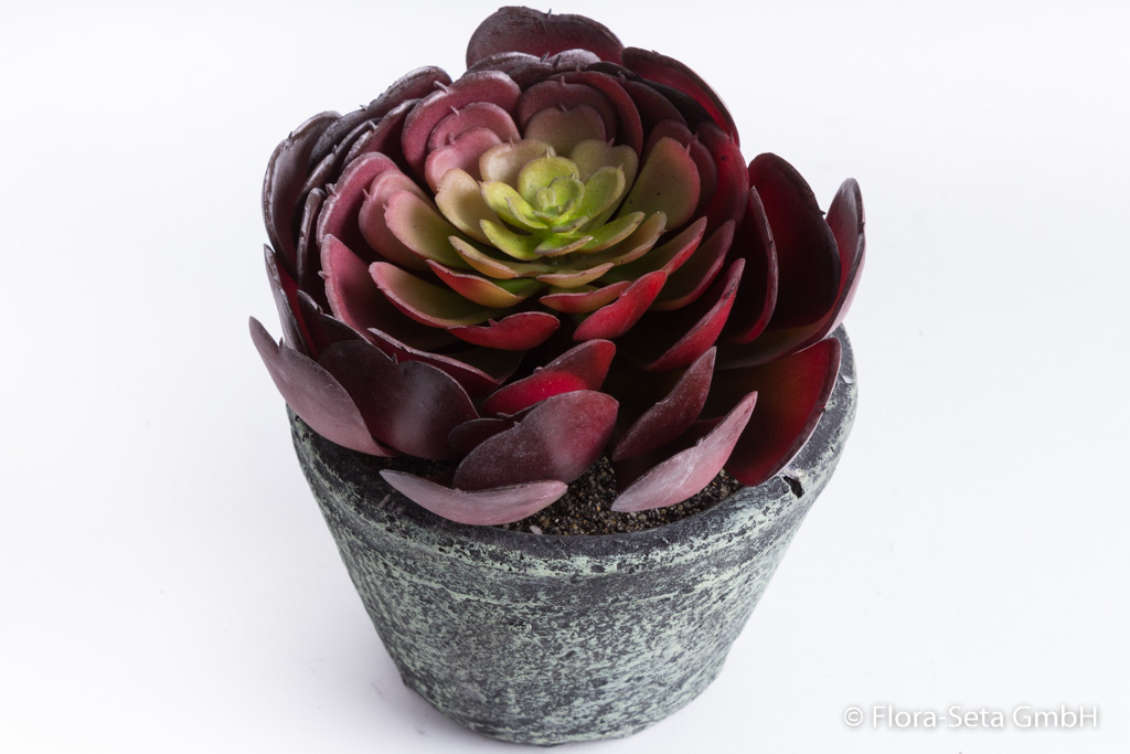 Echeveria im grauen Keramiktopf Farbe: burgund-grün