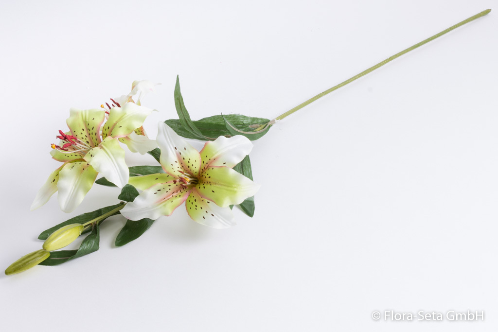Lilie mit 3 Blüten und 2 Knospen, Farbe: creme-grün