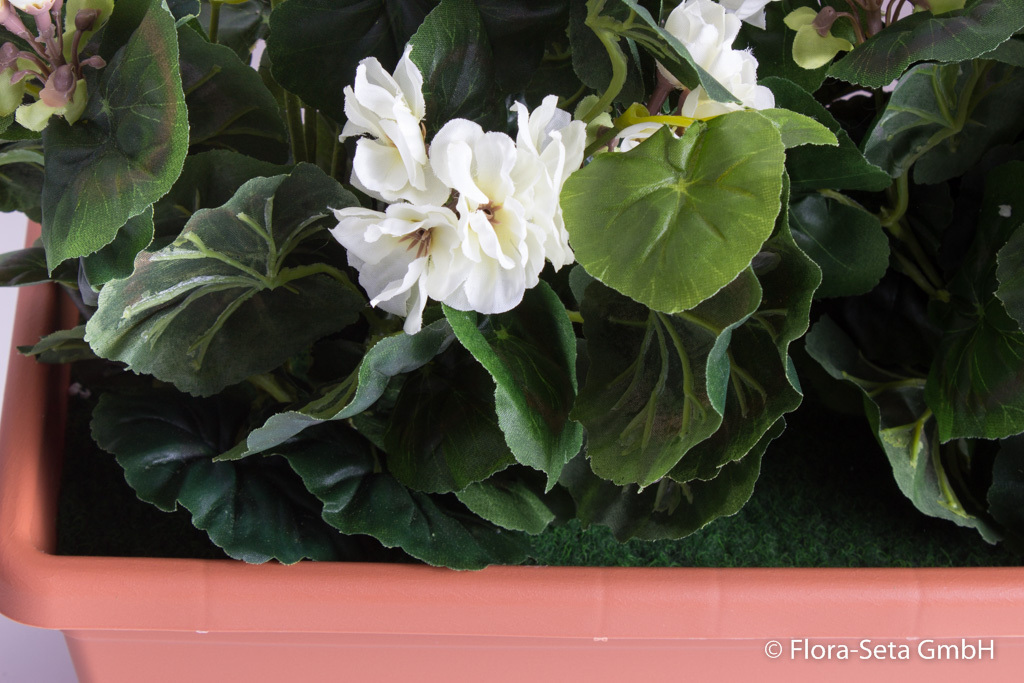 Geranien im terrakottafarbenen Kunststoff-Balkonkasten Toscana 60 cm getopft Farbe:creme