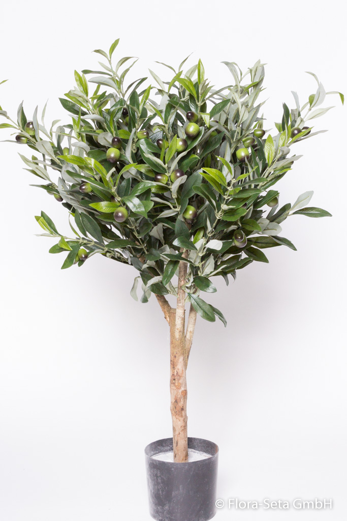 Olivenkugelbaum mit Olivenfrüchten im Kunststofftopf