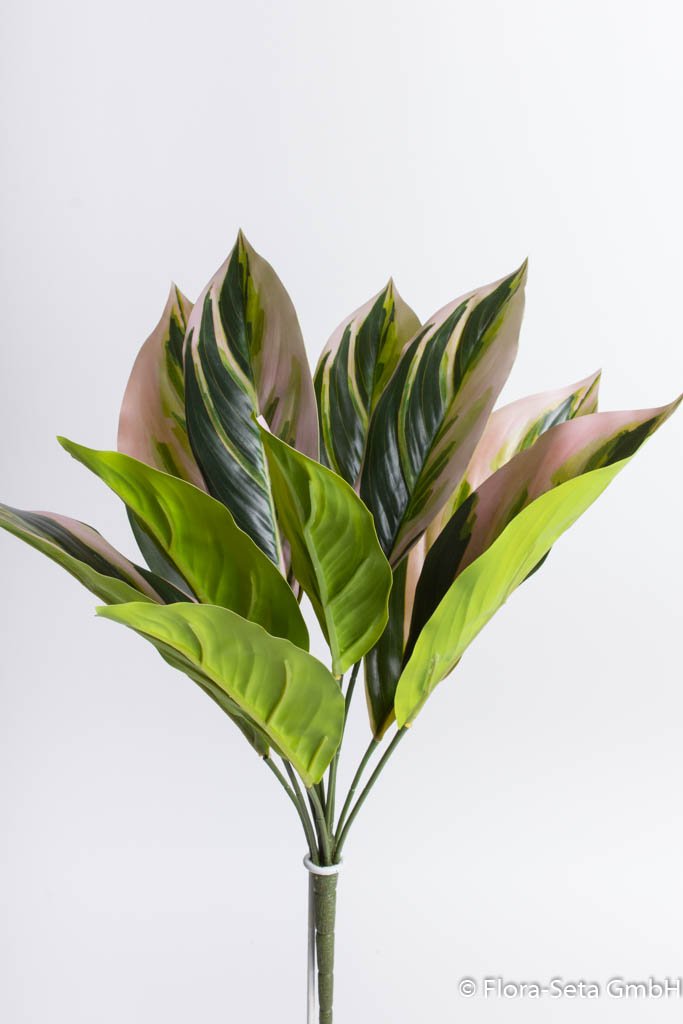 Aglaonema Pflanze mit 11 Blättern, Farbe: grün-rosa