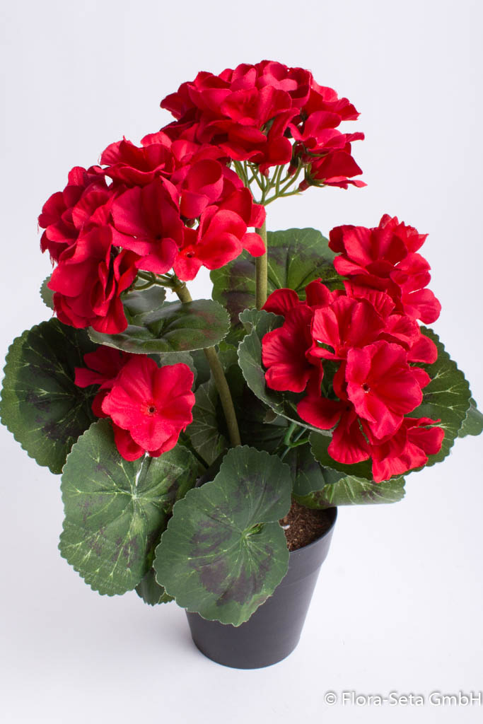 Geranienbusch mit 5 Blütenköpfen im schwarzen Kunststofftopf Farbe: rot
