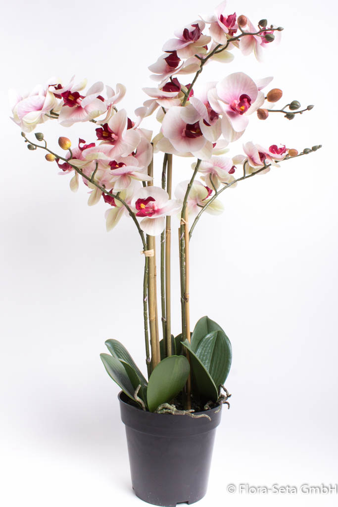 Orchidee Bora im schwarzen Kunststofftopf mit 5 Rispen, Höhe ca. 60 cm Farbe: creme-pink