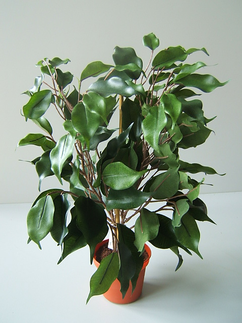Mini-Ficus Benjamini in terrakottafarbenem Kunststofftopf Farbe:grün