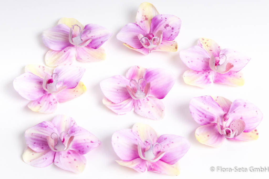 8 Orchideenblüten in Klarsichtpackung Farbe: lila-creme
