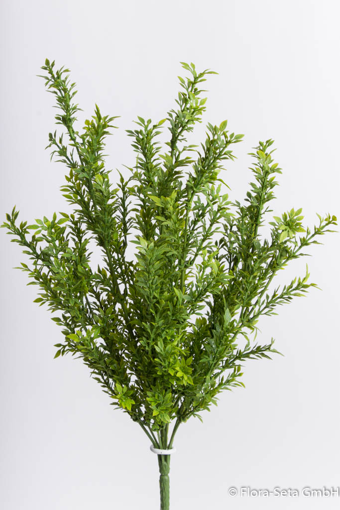 Teeblattbusch, Höhe ca. 45 cm