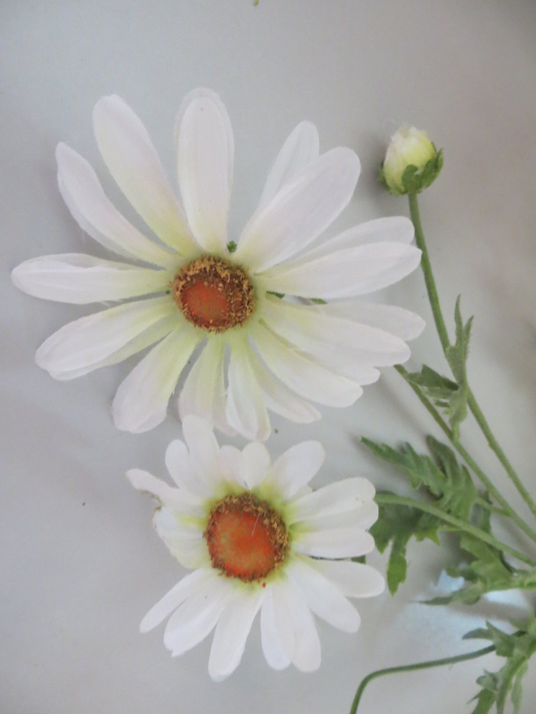 Margeritenzweig mit 5 Blüten und 1 Knospe Farbe: weiß mit hellgrüner Mitte