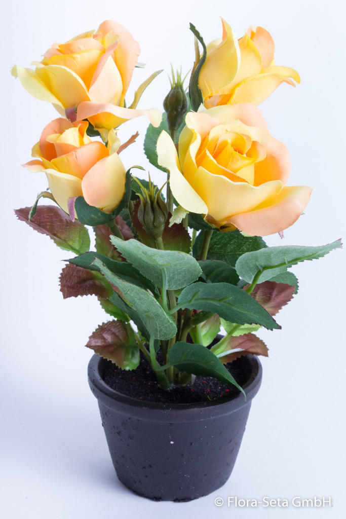 Rosenbusch mit 4 Rosen und 2 Knospen im schwarzen Tontopf Farbe: gelb-lachs