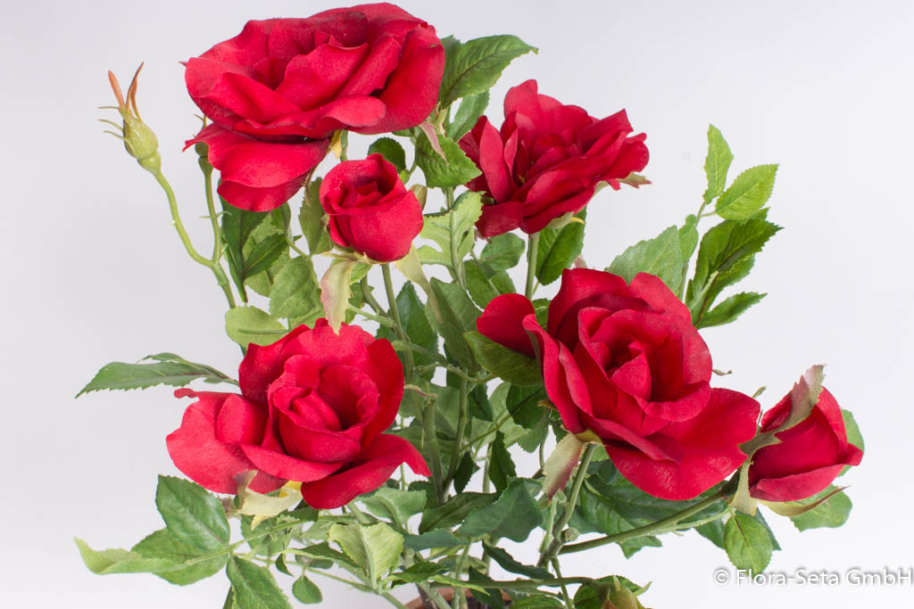 Rosenstock mit 4 Blüten und 2 Knospen im braunen Kuststofftopf Farbe: rot