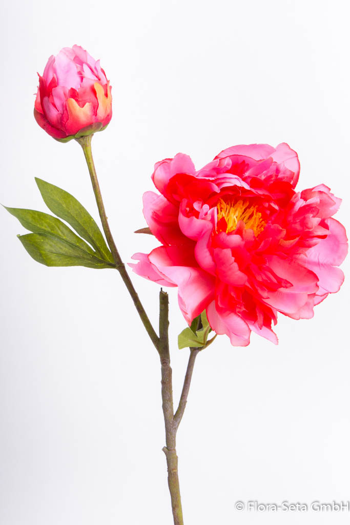Pfingstrose mit 1 Blüte, 1 Knospe und 2 Blättern Farbe: pink-coral