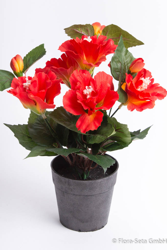 Hibiskus mit 5 Blütenköpfen im schwarzen  Kunststofftopf Farbe: orange-rot