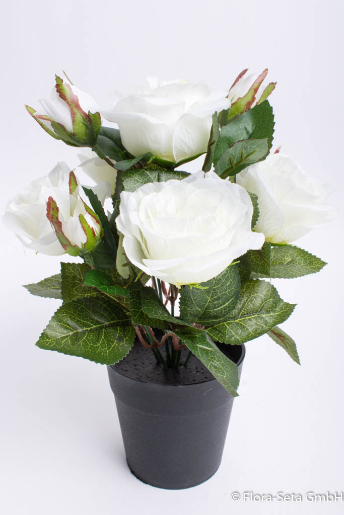 Rosenbusch mit 5 Rosen und 4 Knospen im schwarzen Kunststofftopf Farbe: weiß