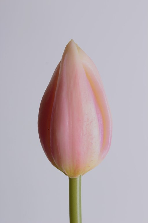 Tulpe mit 3 Blättern Farbe: pink-creme