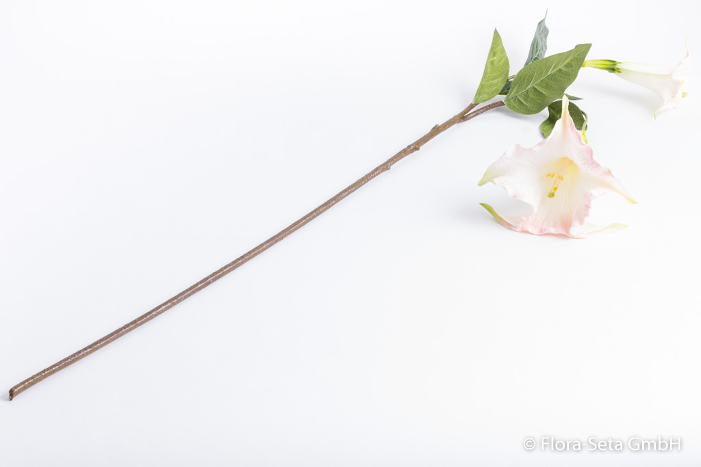 Datura (Trompetenblume) mit 2 Blüten und 5 Blättern