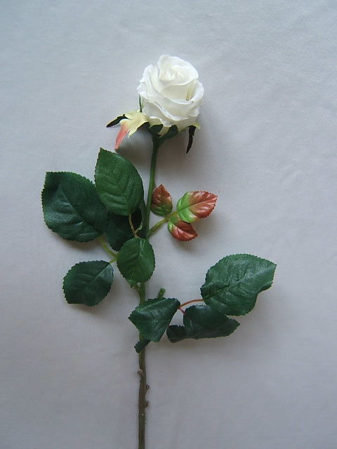 Rose Elena halboffen Farbe: creme-weiß
