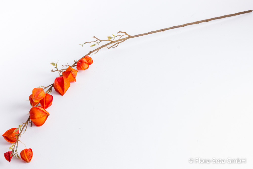 Lampionblütenzweig (Physalis) groß mit 11 Blüten und kleinen Blättchen