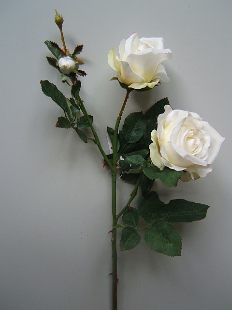 Rose mit 2 Blüten und 1 Knospe