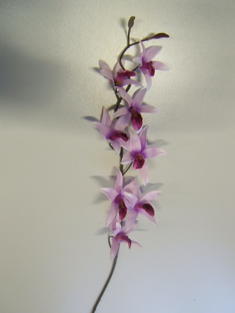 Orchideenzweig mit 8 Blüten Farbe:helllila mit purplefarbener Mitte
