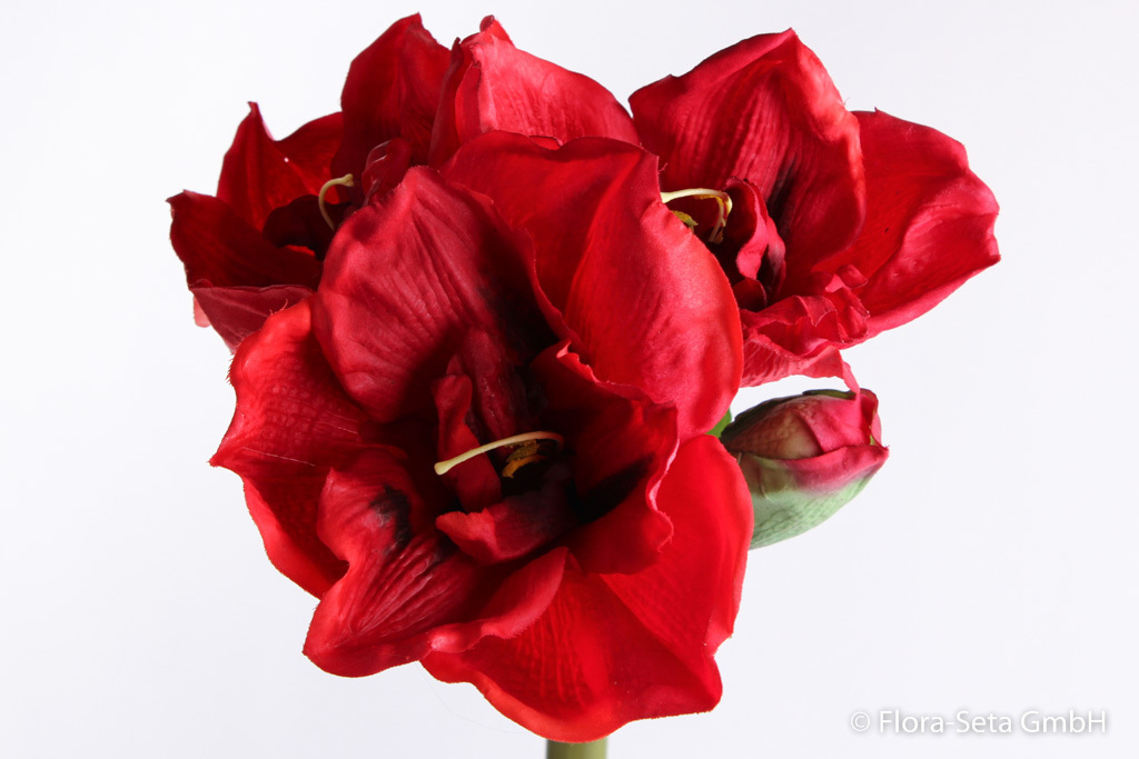Amaryllis "real touch" mit 3 Blüten und 1 Knospe Farbe: rot