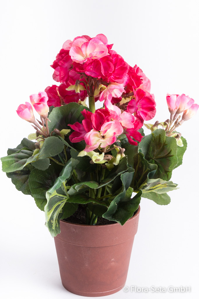 Geranienbusch mit 6 Stielen u. 6 Blütenköpfen in braunem Kunststofftopf Farbe:hellpink-dunkelpk.Mix
