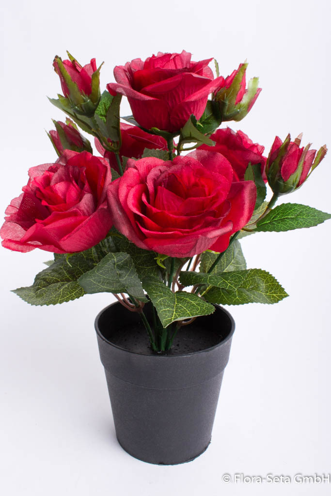 Rosenbusch mit 5 Rosen und 4 Knospen im schwarzen Kunststofftopf Farbe: rot