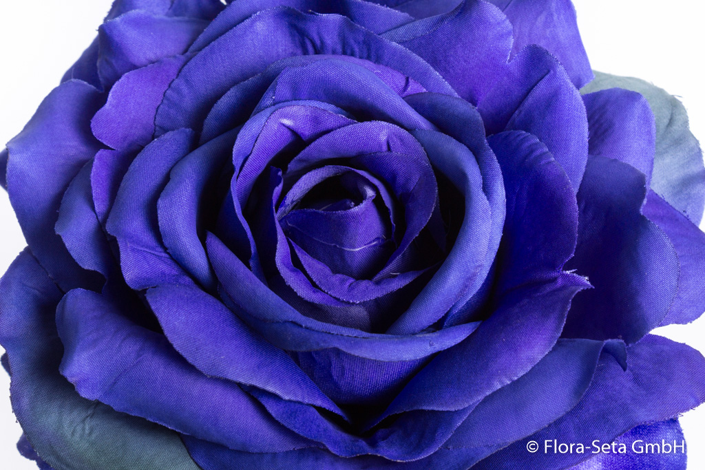 Rose offen Farbe: blau