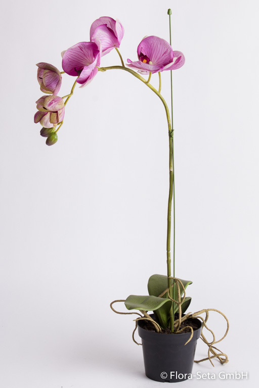 Orchidee Phalaenopsis mit 7 Blüten und 2 Knospen im schwarzen Kunststofftopf Farbe: creme-violett