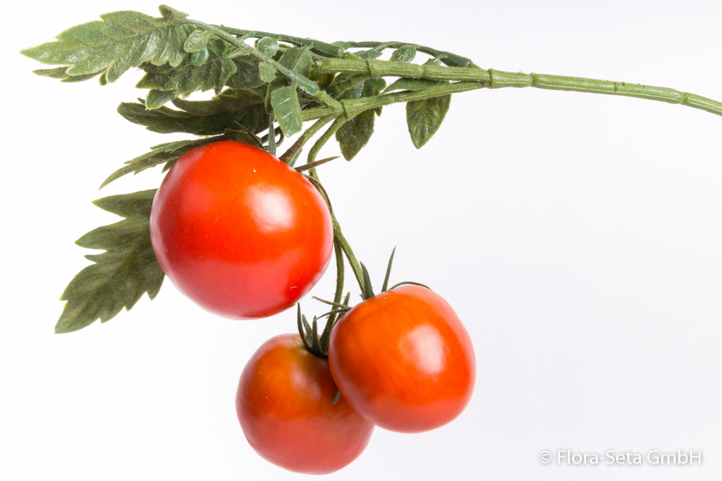 Tomatenzweig mit 3 Tomaten