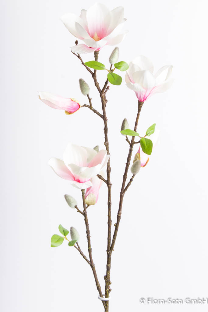 Magnolienzweig mit 3 Blüten und 3 Knospen Farbe: creme-pink